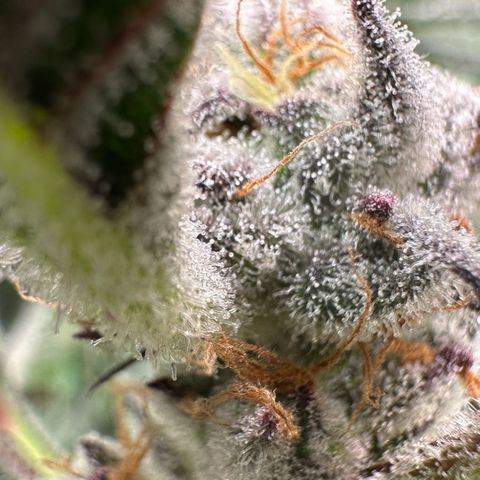 MiscxLAZ #37 C growlog timeline photo