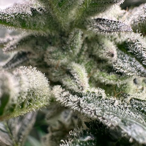 MiscxLAZ #29 C growlog timeline photo