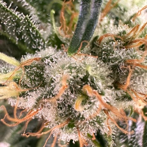 Fuel D.OG #1 Female 47.36g growlog timeline photo