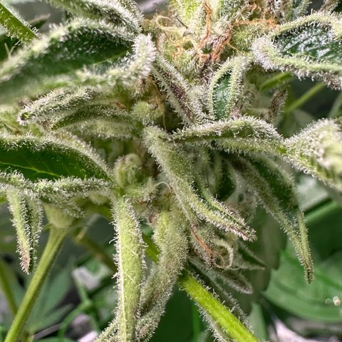 MiscxLAZ #37 C growlog timeline photo