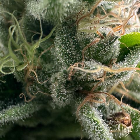CxLAZ #20 C1 25g growlog timeline photo
