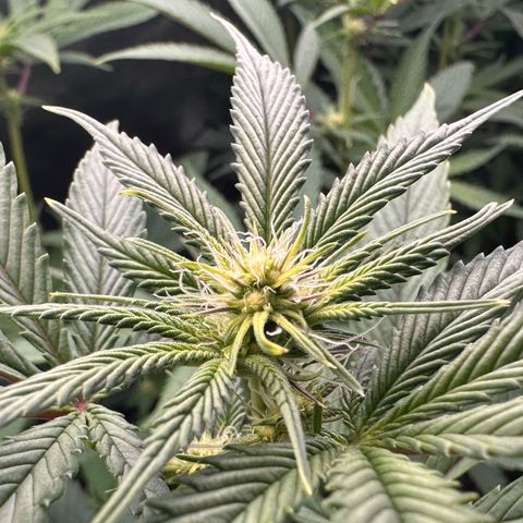 MiscxLAZ #26 C #2 growlog timeline photo