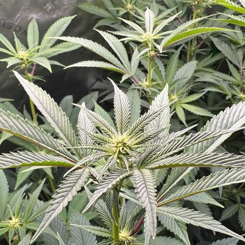 MiscxLAZ #26 C #2 growlog timeline photo