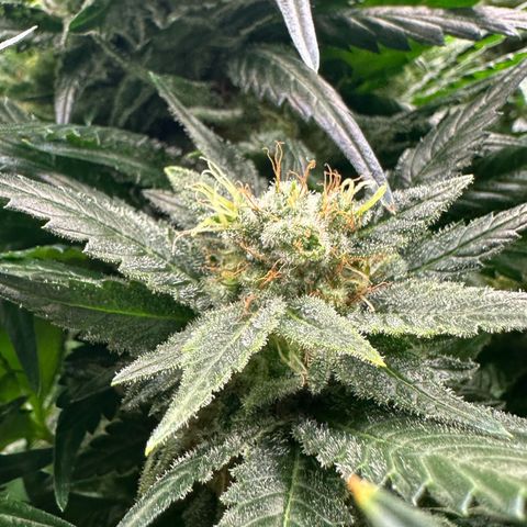 Fuel D.OG #1 Female 47.36g growlog timeline photo