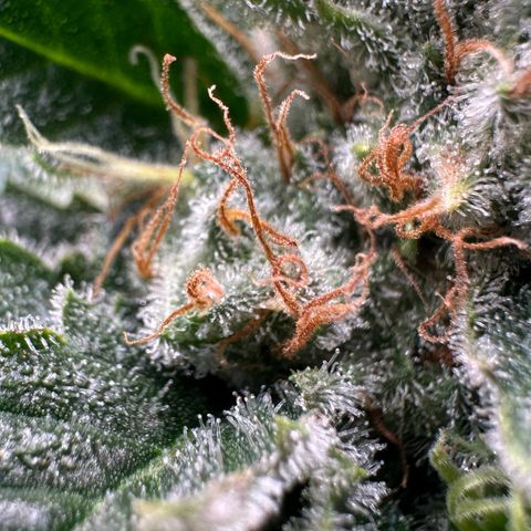 Fuel D.OG #1 Female 47.36g growlog timeline photo