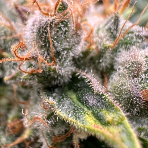 Fuel D.OG #1 Female 47.36g growlog timeline photo