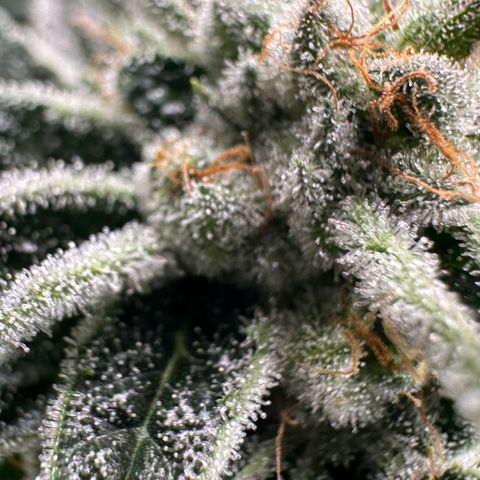 MiscxLAZ #26 C #1 47.15g growlog timeline photo