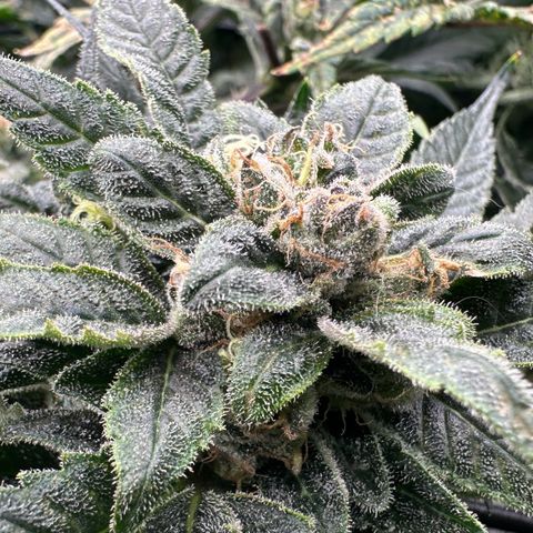 MiscxLAZ #08 C #1 growlog timeline photo