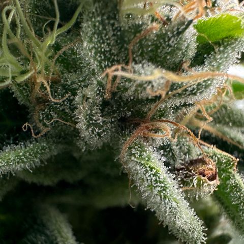 CxLAZ #20 C1 25g growlog timeline photo