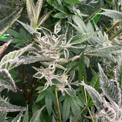 MiscxLAZ #37 C growlog timeline photo