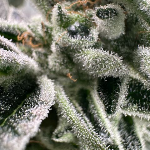 MiscxLAZ #26 C #1 47.15g growlog timeline photo