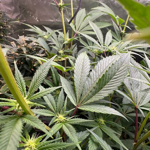 MiscxLAZ #26 C #2 growlog timeline photo