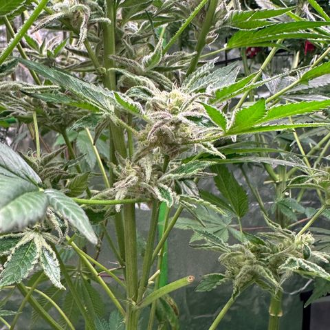 MiscxLAZ #37 C growlog timeline photo