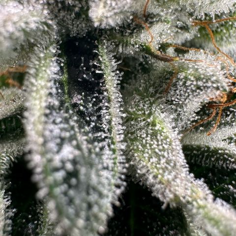 MiscxLAZ #26 C #1 47.15g growlog timeline photo