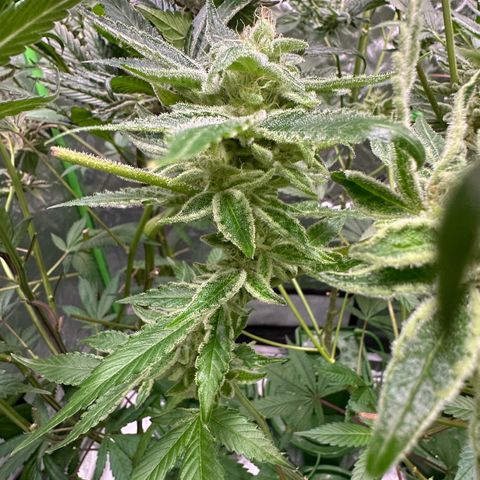 CxLAZ #20 C1 25g growlog timeline photo