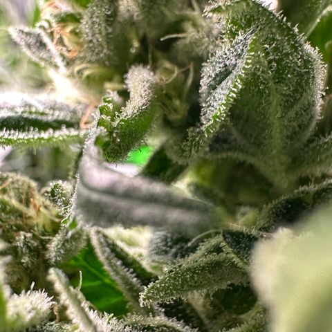 MiscxLAZ #08 C #1 growlog timeline photo
