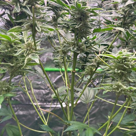 CxLAZ #20 C1 25g growlog timeline photo