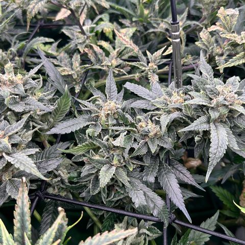 MiscxLAZ #08 C #1 growlog timeline photo