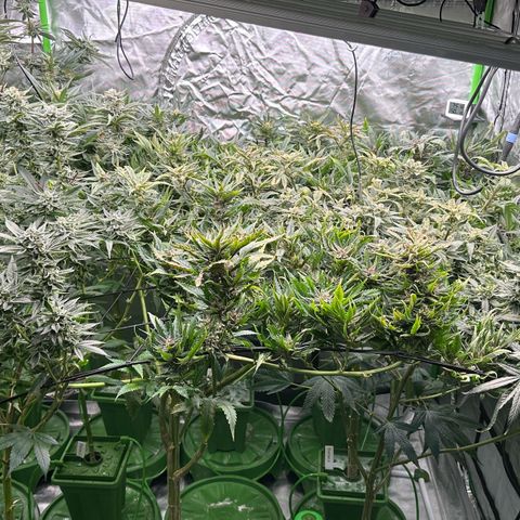 Fuel D.OG #1 Female 47.36g growlog timeline photo
