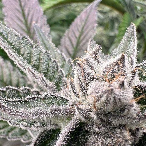 MiscxLAZ #29 C growlog timeline photo