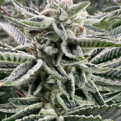 MiscxLAZ #26 C #1 47.15g growlog timeline photo