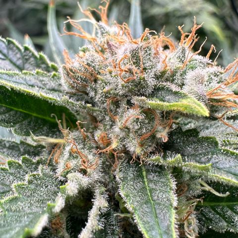 Fuel D.OG #1 Female 47.36g growlog timeline photo