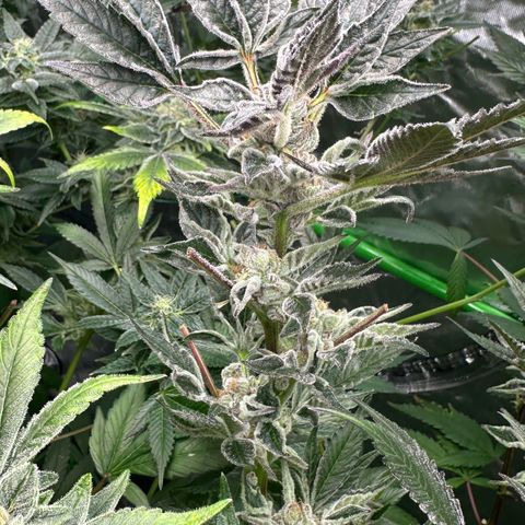 MiscxLAZ #37 C growlog timeline photo