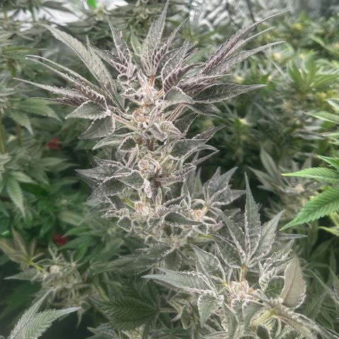 MiscxLAZ #37 C growlog timeline photo