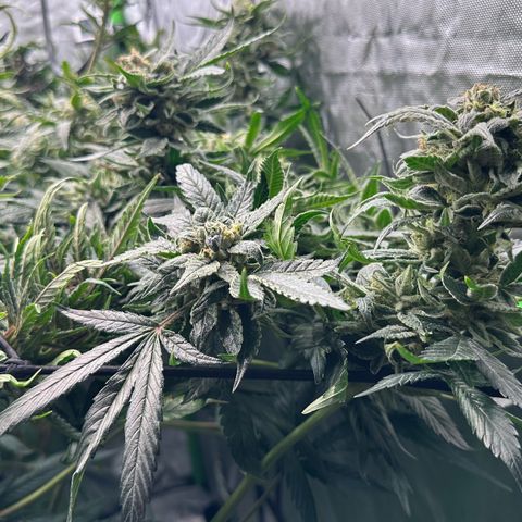 MiscxLAZ #08 C #1 growlog timeline photo