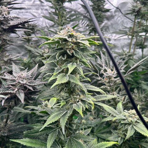 CxLAZ #20 C1 25g growlog timeline photo