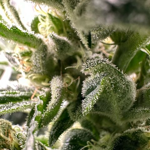 MiscxLAZ #08 C #1 growlog timeline photo