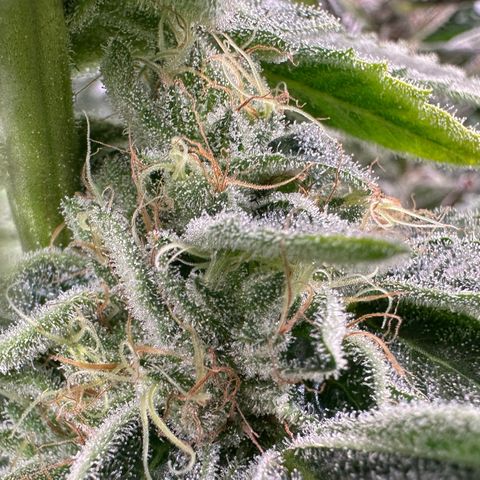 CxLAZ #20 C1 25g growlog timeline photo