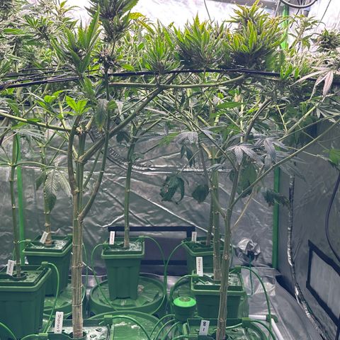 Fuel D.OG #1 Female 47.36g growlog timeline photo