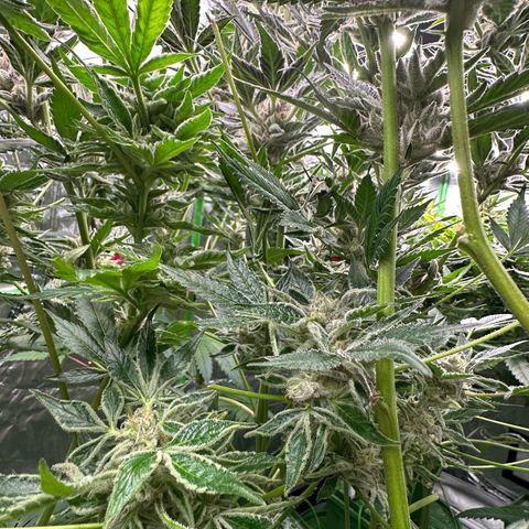 MiscxLAZ #37 C growlog timeline photo