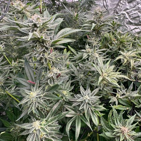 MiscxLAZ #26 C #1 47.15g growlog timeline photo