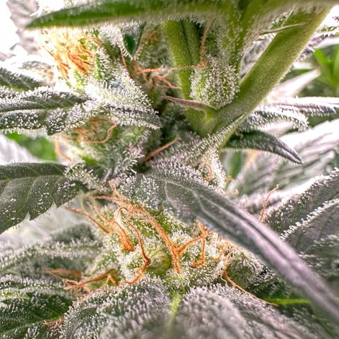 Fuel D.OG #2 Female 49.44g M growlog timeline photo