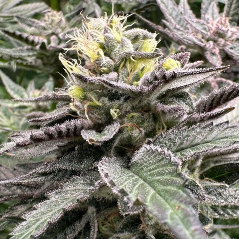 CxLAZ #03 C #1 58.58g growlog timeline photo
