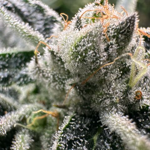 MiscxLAZ #26 C #1 47.15g growlog timeline photo