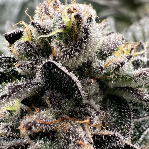 MiscxLAZ #22 C 42.33g growlog timeline photo