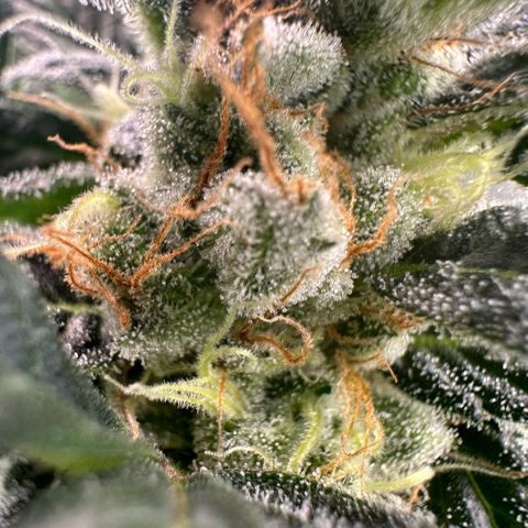 Fuel D.OG #2 Female 49.44g M growlog timeline photo