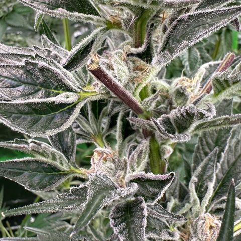 MiscxLAZ #37 C growlog timeline photo