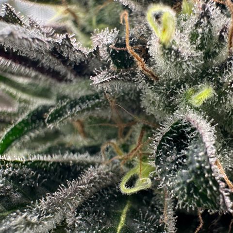 CxLAZ #03 C #1 58.58g growlog timeline photo