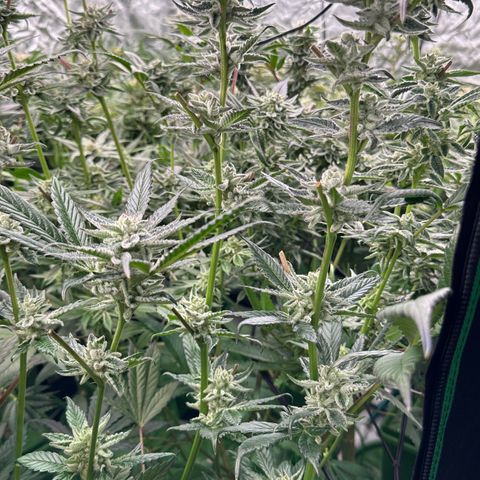 MiscxLAZ #29 C growlog timeline photo