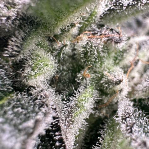 MiscxLAZ #29 C growlog timeline photo