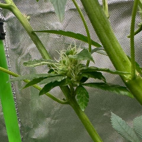 Fuel D.OG #2 Female 49.44g M growlog timeline photo