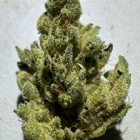 Misc x (LA Kush x Zkittles) #26 60.7g growlog timeline photo