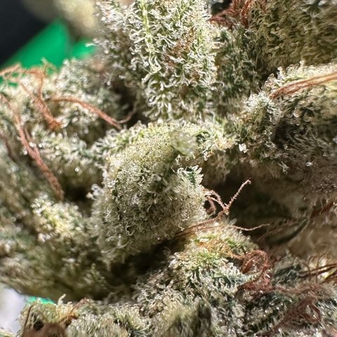 Misc x (LA Kush x Zkittles) #23 28.19g growlog timeline photo