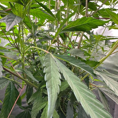 CxLAZ #15 C #1 growlog timeline photo