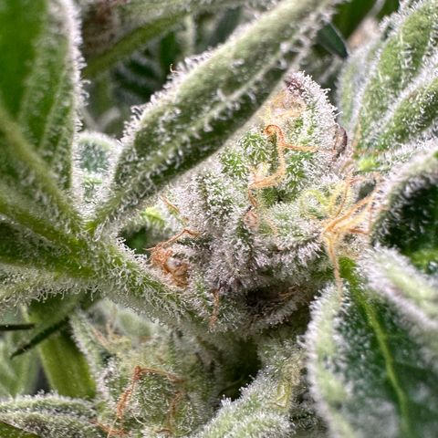 MiscxLAZ #37 C growlog timeline photo
