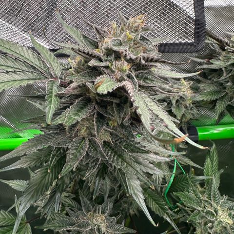 CxLAZ #03 C #1 58.58g growlog timeline photo